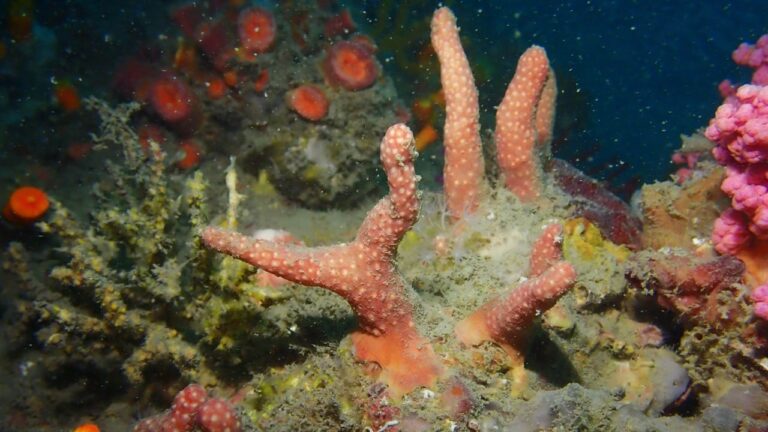 Hong Kong marine scientists discover 2 new coral species in city’s southeastern waters