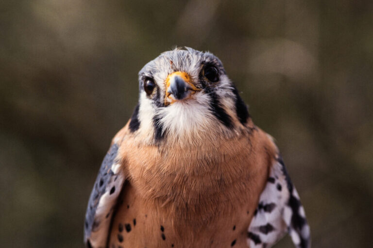 On Michigan Cherry Farms, Small Falcons Are Improving Food Safety