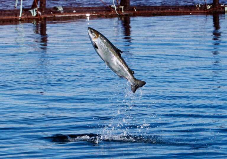 Conservationists warn DFO facility closures could risk future of endangered salmon