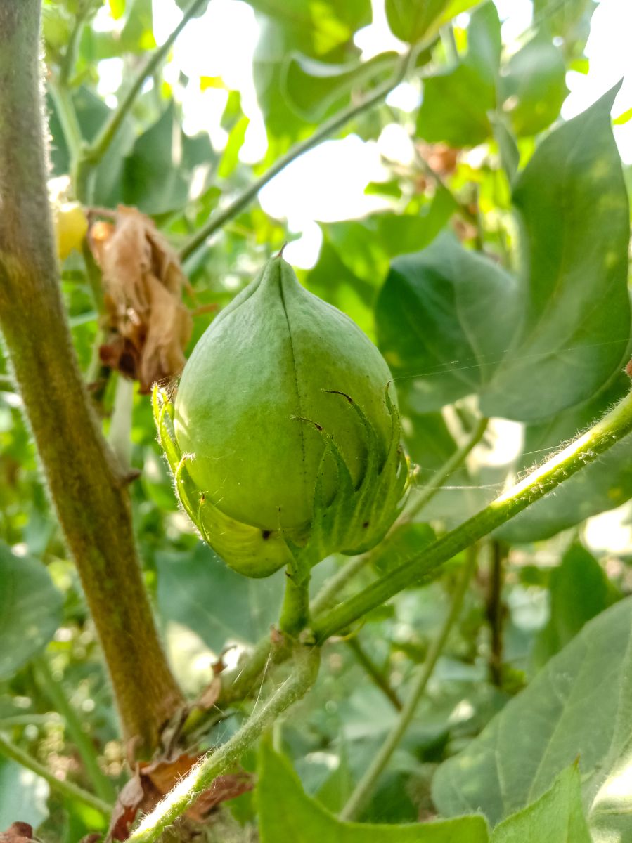 Cotton Turning Higher on Tuesday