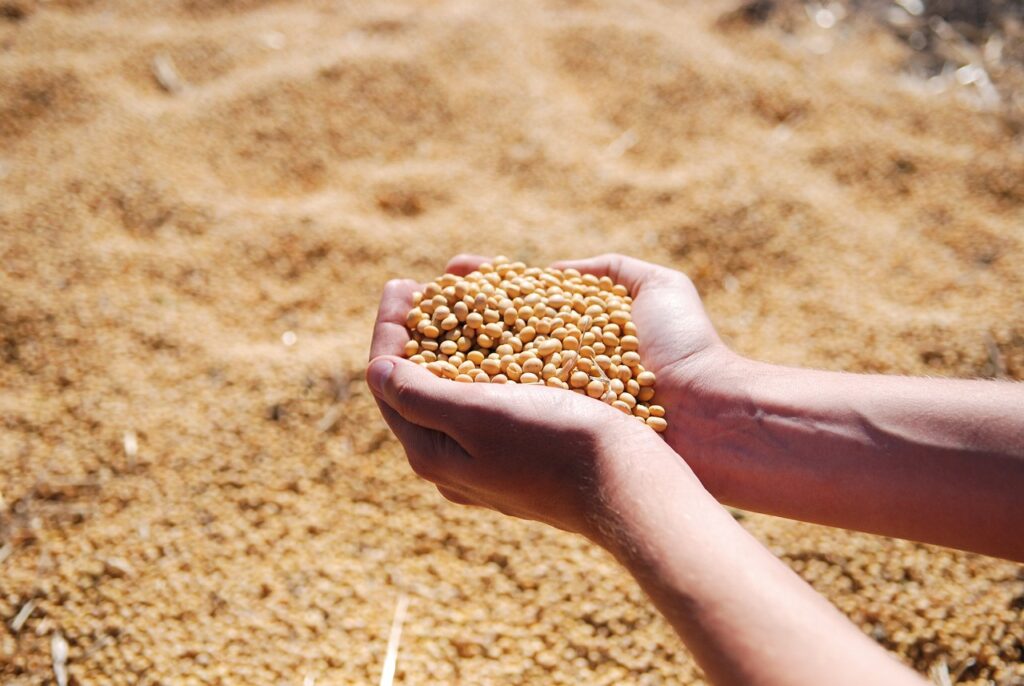 Soybeans Trading Higher on Turnaround Tuesday Soybeans Trading Higher on Turnaround Tuesday
