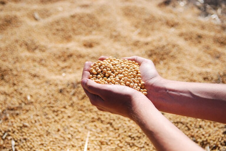 Soybeans Trading Higher on Turnaround Tuesday
