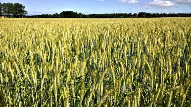 Wheat Extending Slide on Tuesday Morning