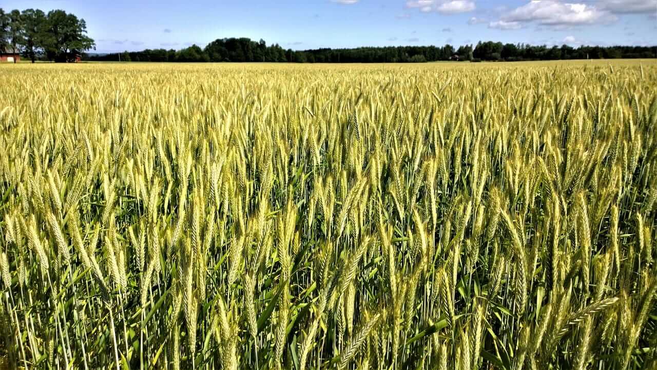 Wheat Extending Slide on Tuesday Morning