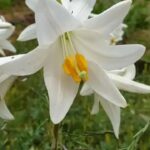 Missile fragments hit Carmel, damaging unique white lily preservation plot