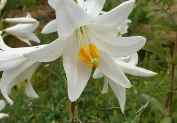 Missile fragments hit Carmel, damaging unique white lily preservation plot