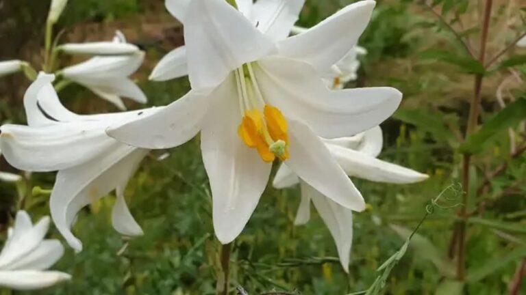 Missile fragments hit Carmel, damaging unique white lily preservation plot