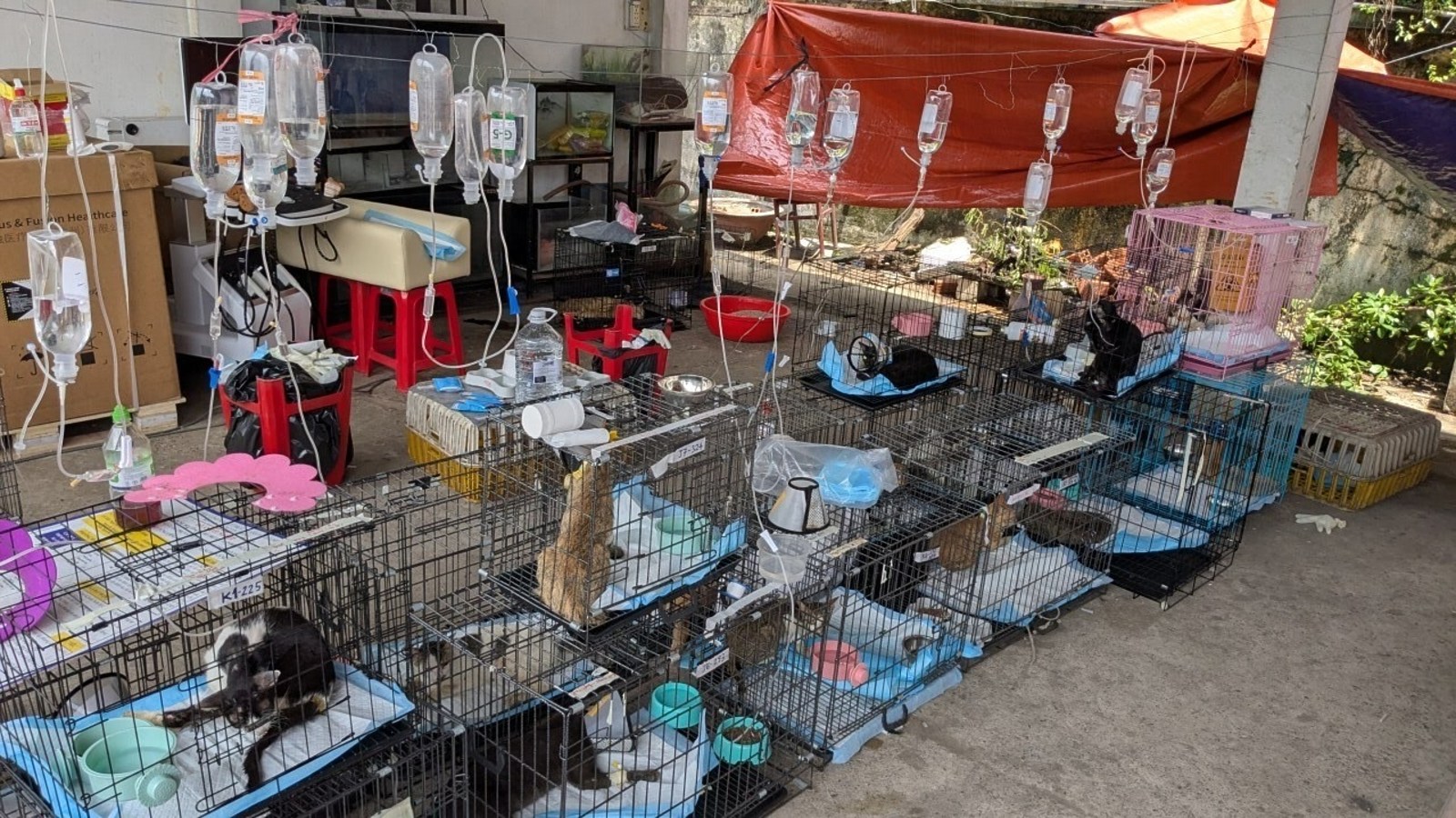 Police rescue hundreds of cats from being eaten in Vietnam with bust of major animal theft ring